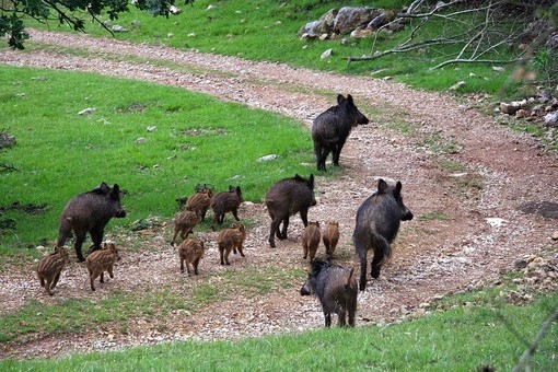 Peste suina, Autostrade e Regione insieme per limitare l'espansione del virus dall'area rossa