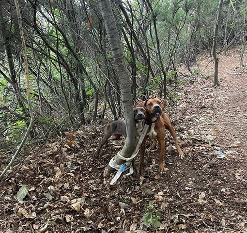 Legano due cani a un albero e li abbandonano vicino al canile: ira dei volontari