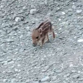 Cucciolo di cinghiale segue una donna fino a casa, la guardia zoofila le dice di riportarlo indietro (VIDEO)