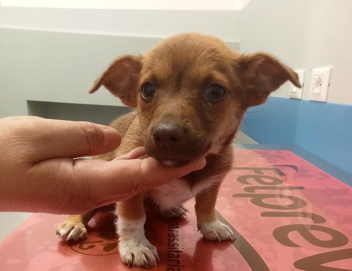 Cagnolina di due mesi recuperata a Castelletto, appello per trovare i proprietari