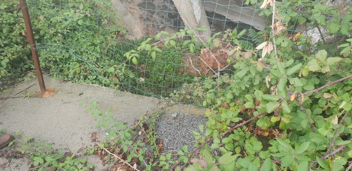 Sampierdarena: cinghiali devastano parte del 'campo di bimbi' del cimitero degli Angeli