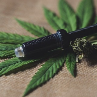 Coltivare la cannabis, l'appello degli addetti ai lavori: &quot;Dateci regole chiare su quel che possiamo fare&quot;