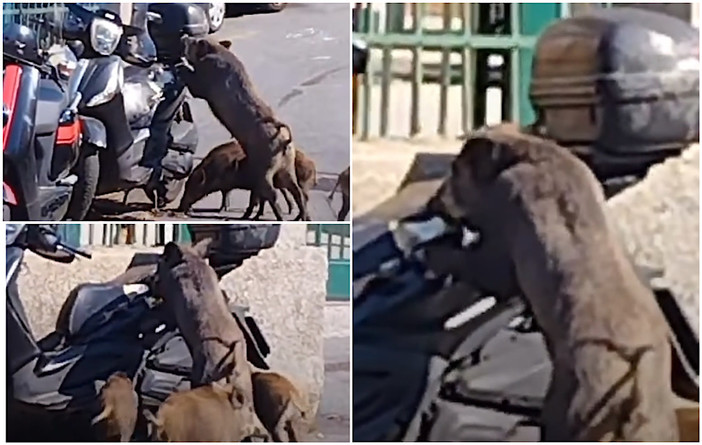 Camaldoli, cinghiale tenta di aprire la sella di uno scooter parcheggiato (video)