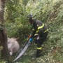 Cavallo cade in una scarpata, salvato dai Vigili del Fuoco