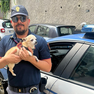 Mojito, il cagnolino coraggioso che ha messo in fuga i ladri