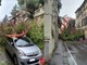 Nervi, albero crolla sulle auto di via Capolungo