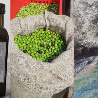 Voltri, l’oliveto storico di Villa Duchessa di Galliera è Presidio Slow Food