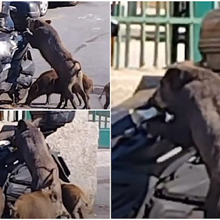 Camaldoli, cinghiale tenta di aprire la sella di uno scooter parcheggiato (video)