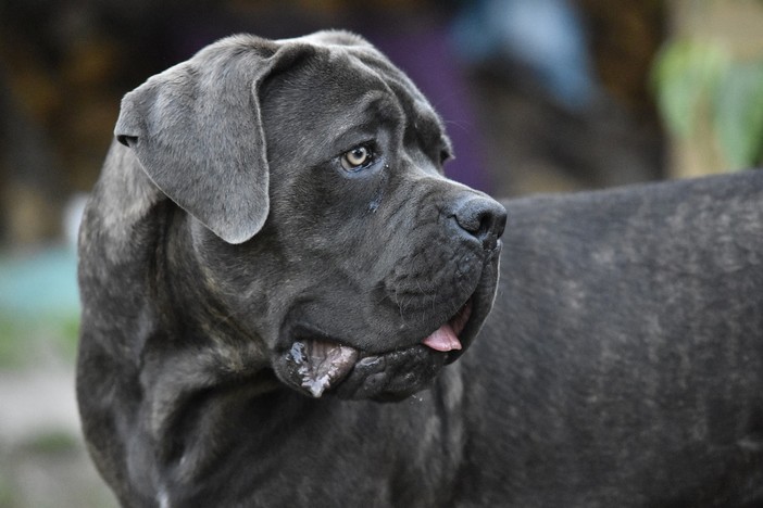 Sampierdarena: cane precipita dal balcone su un uomo, stanno bene