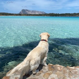 Il mare a misura di zampa: ecco le migliori spiagge per cani in provincia di Genova