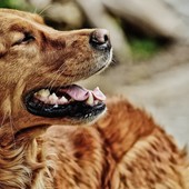 Animali e botti, la veterinaria: “La scelta migliore è tenere il proprio cane a casa”