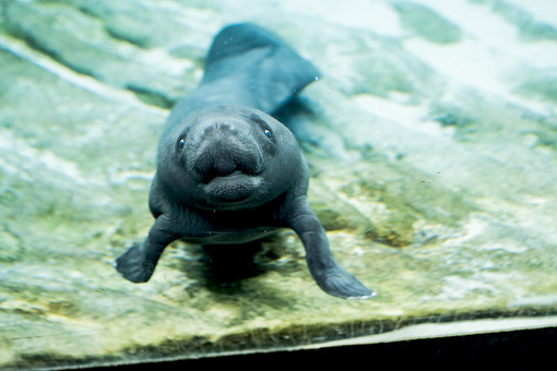 Acquario di Genova: è morta la cucciola di lamantino