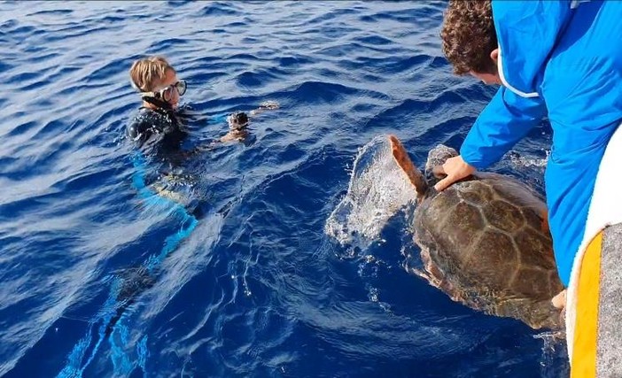 Liberata in mare la tartaruga ‘caretta caretta’ soccorsa in estate a punta Vagno