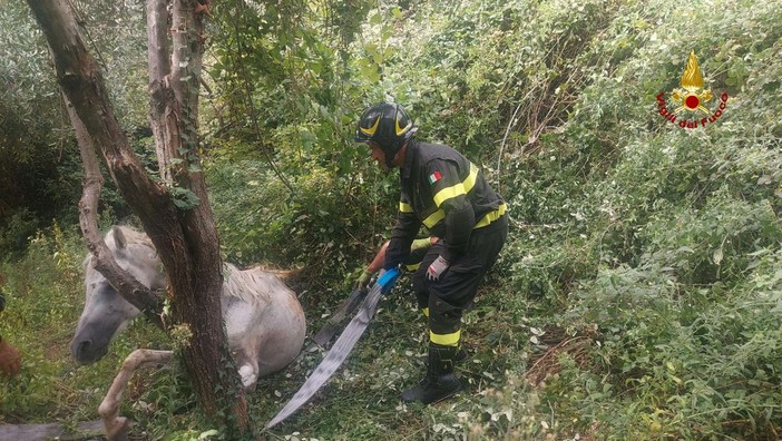 Cavallo cade in una scarpata, salvato dai Vigili del Fuoco