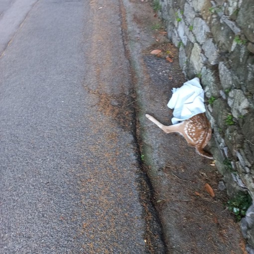 Daino investito a Torriglia, è ferito, ma se la caverà