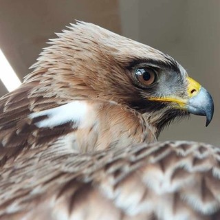 Aquila minore ferita a colpi di fucile soccorsa a Campo Ligure