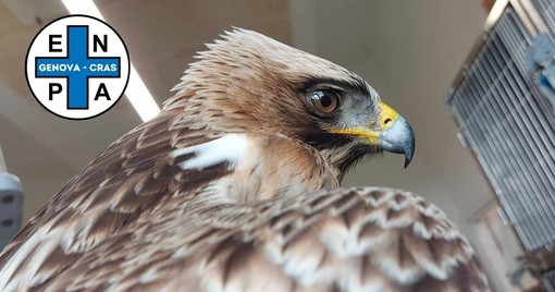 Aquila minore ferita a colpi di fucile soccorsa a Campo Ligure