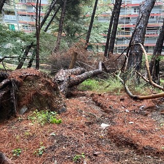 Maltempo, albero cade e sfonda una rete di contenimento nella pineta di Quezzi (Foto e Video)