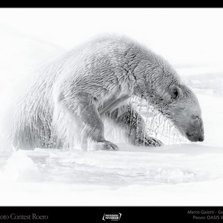 Il genovese Marco Gaiotti vince l'Oscar della fotografia naturalistica