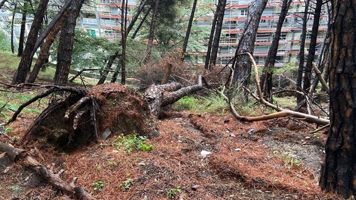 Maltempo, albero cade e sfonda una rete di contenimento nella pineta di Quezzi (Foto e Video)