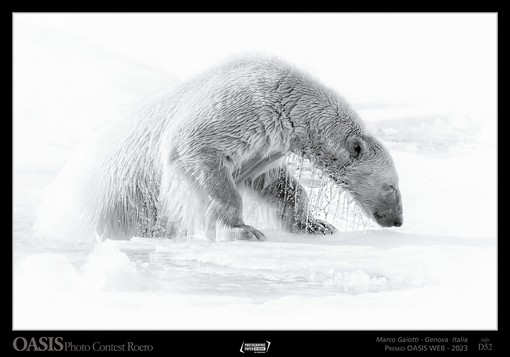 Il genovese Marco Gaiotti vince l'Oscar della fotografia naturalistica