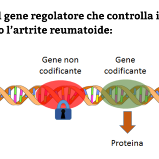 Identificato il gene regolatore che controlla i meccanismi che scatenano l’artrite reumatoide