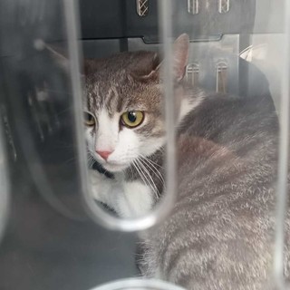 Pra’, gatto chiuso nel trasportino e abbandonato vicino ai cassonetti