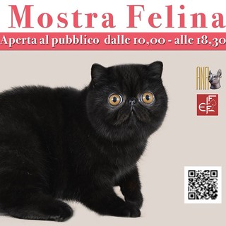 Wordcats Expo, gatti del mondo in mostra a Genova