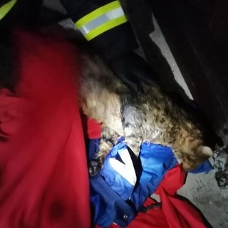 Bolzaneto, gatto cade in un pozzo profondo 8 metri. Messo in salvo dai vigili del fuoco