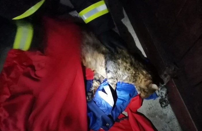 Bolzaneto, gatto cade in un pozzo profondo 8 metri. Messo in salvo dai vigili del fuoco