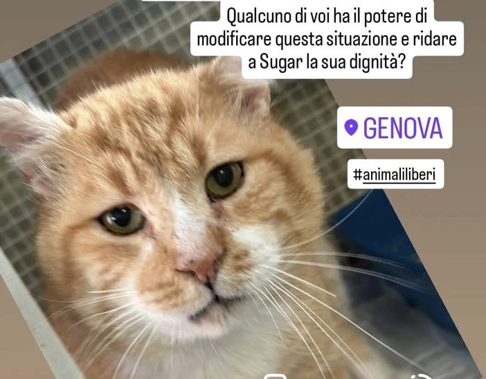 Sugar, il gatto col diabete che vive in isolamento da un anno. Ora la comunità si mobilita per l’adozione