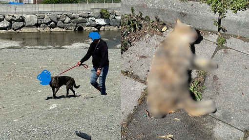 Sestri Levante, cane lasciato libero uccide un gatto: denunciato il padrone