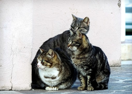 Verso l’apertura del primo gattile comunale a Genova