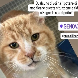 Sugar, il gatto col diabete che vive in isolamento da un anno. Ora la comunità si mobilita per l’adozione