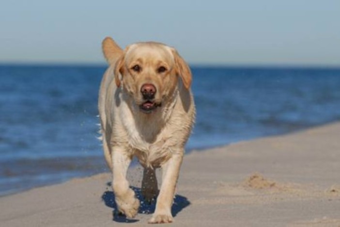 Rapallo: nasce il dog-taxi, l'iniziativa di un'assistente veterinaria