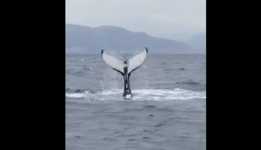 Arenzano, lo spettacolo della megattera che 'danza' poco distante dalla costa (Video)