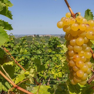 Un'estate all'insegna del Moscato: continua il tour dell’Asti Docg e del Moscato d’Asti Docg nelle principali piazze piemontesi