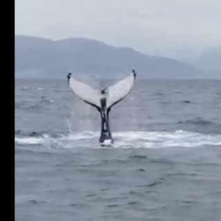 Arenzano, lo spettacolo della megattera che 'danza' poco distante dalla costa (Video)