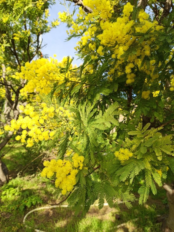 Fiorisce la &quot;Mimosa della Merla&quot;, Coldiretti: &quot;Inverno caldo fa 'impazzire' i fiori liguri&quot;