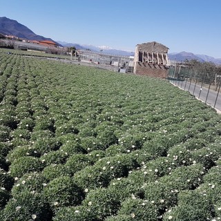 L'allarme di Coldiretti: &quot;Una pazza primavera colpisce il mercato delle piante in vaso liguri&quot;