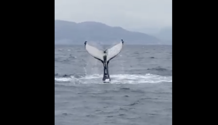 Arenzano, lo spettacolo della megattera che 'danza' poco distante dalla costa (Video)