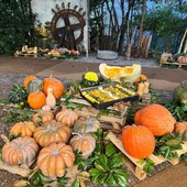 Un’antica tradizione si rinnova: torna la Mostra della Zucca di Murta