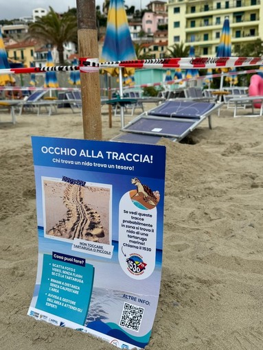 Liguria patria per le tartarughe marine. Quarta nidificazioni in due anni ad Arma di Taggia