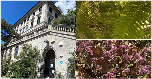 Alla scoperta dell'Orto Botanico ‘Hanbury’, tra alberi secolari e felci tropicali (foto e video)