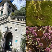 Alla scoperta dell'Orto Botanico ‘Hanbury’, tra alberi secolari e felci tropicali (foto e video)