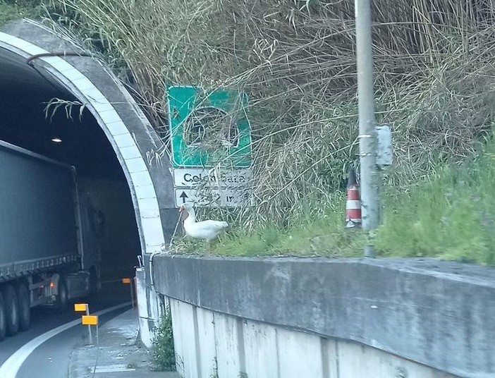 Autostrade, in coda ci finisce anche un'oca