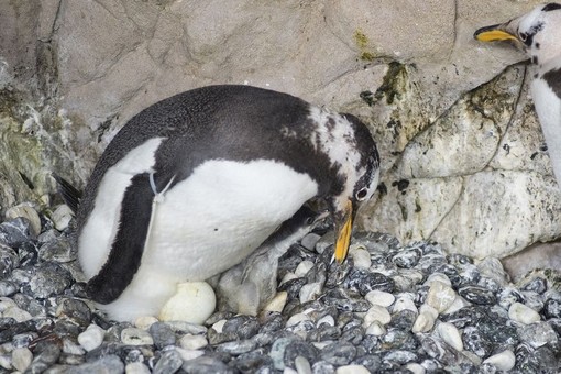 L'acquario di Genova saluta un nuovo nato nelle sue vasche: un pinguino Magellano