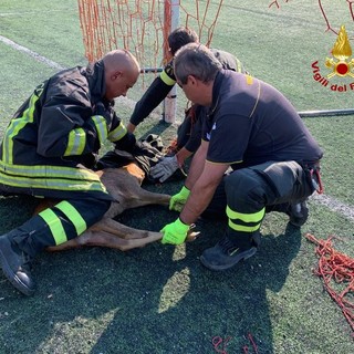 I pompieri liberano due caprioli intrappolati nella rete del campo da calcio Morgavi