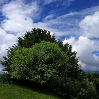 &quot;Ponte verde&quot; fra il parco dell'Antola e quello delle Mura, firmata la collaborazione tra Regione e Comune