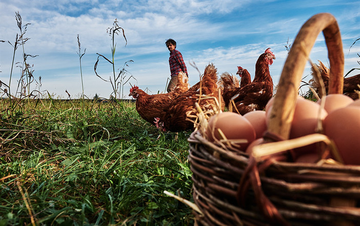 Agricoltura, al via domande Psr per ristori e speculazioni dei mercati